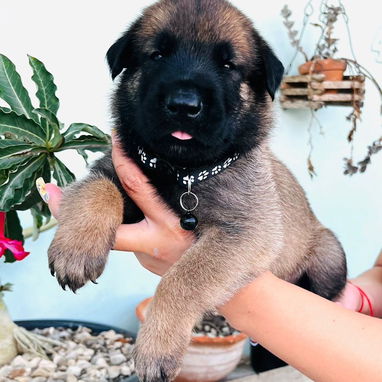Cachorros Pastor Belga Malinois - Img 123727243