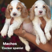 Bellezas de cachorros cocker spaniel machos. Color Champam y color blanco y champam - Img 45272583