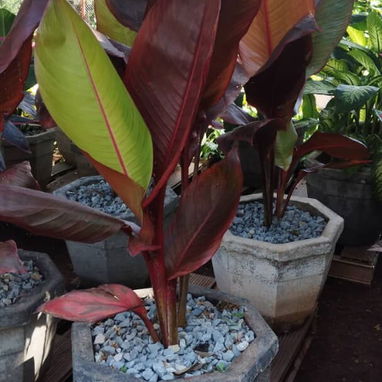 Servicios de jardinería - Img 119676348