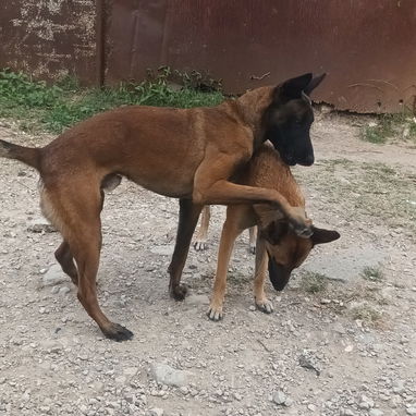 VENDO PASTOR BELGA MALINOIS - Img 123627057