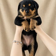 Disponibles hermosos cachorros de Rottweiler Ambos sexos 36 días - Img 57092471
