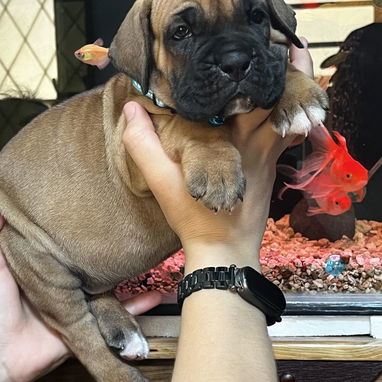 😍 BOXER 😍 - Img 122241374