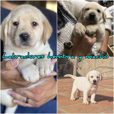 Variedades de cachorros de raza 😍 - Img 118966244