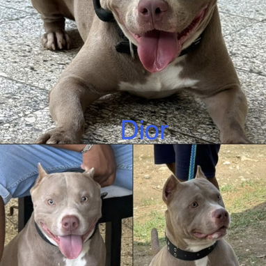 Cachorros pitbull - 2/7