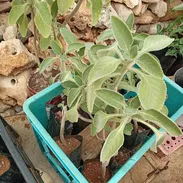 Plantas ornamentales, frutales y medicinales - Img 50705058