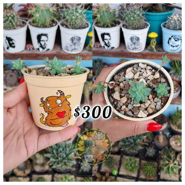 Cactus y suculentas en macetas decoradas a mano - 7/10