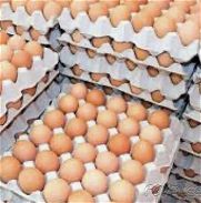 Vendo cartones de huevos a buen precio no necesariamente por cantidad - Img 45749591