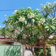 ALQUILO APARTAMENTO EN MARIANAO - Img 55351786