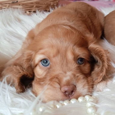 Venta de cachorros - Img 124624247