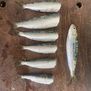 Sardinas españolas frescas y limpias - Img 56021733