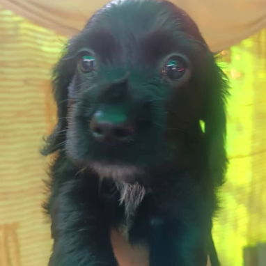 COKER SPANIEL,hembra,en 150 USD o equivalente(ACEPTO TRANSFERENCIA)TENGO MENSAJERÍA,tiene 62 días y está desparacitada. - Img 123147817