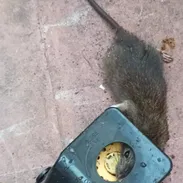 Trampa para ratas. Ratoneras. Reutilizables. - Img 50727802