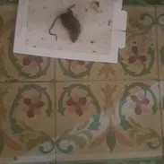 trampa pega pega pa ratones, moscas, cucharachas - Img 55532330