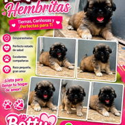 ((( SPANIEL TIBETANOS HEMBRAS BETTY MASCOTAS WHATSAPP 52506841 ))) - Img 54651809
