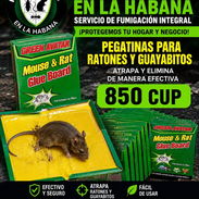 Trampas para ratones - Img 56963268