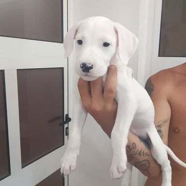 DALMATA BLANCO,macho,en 100 USD o equivalente,TENGO MENSAJERÍA,tiene 88 días y está desparacitado - 2/2