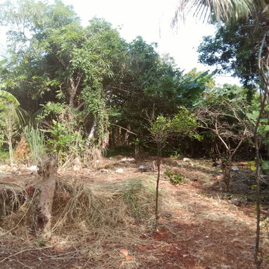 Venta de casa en el campo con vaste tierras(1 hectaria) papeles en regla - Img 124358733