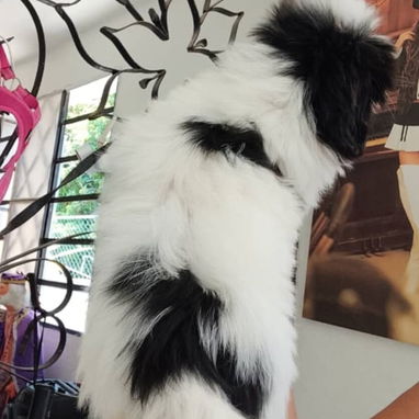 SHIH TZU,macho,en 250 USD o equivalente,TENGO MENSAJERÍA,tiene 60 días,se entrega con historia clínica y desparacitado - Img 126231000