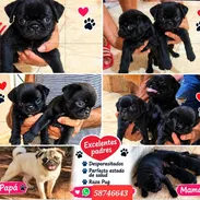 ((( PUG CARLINO AMBOS SEXOS EN VENTA WHATSAPP 58746643 ))) - Img 57353165