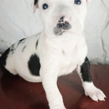 Pitbull en venta - 5/5