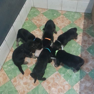 Cachorros pastor alemán - 2/5