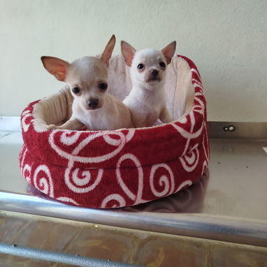 Todo lo que buscas en mascota está aquí solo llame al 53818081 pitbull , Chihuahua, pastor belga, bulldog francés,mucmás - Img 126033125