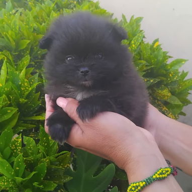 POMERANIA,macho,en 800 USD o equivalente(ACEPTO TRANSFERENCIA)TENGO MENSAJERÍA,tiene 70 días y está desparacitado. - Img 122657461