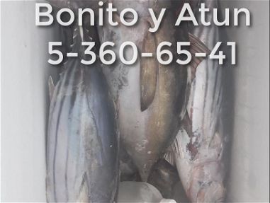 Pescado fresco Atun Aletanegra y Bonito grandes Enteros a 600 pesos la libra - Img main-image
