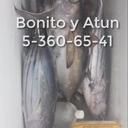 Pescado Bonito Atun Aletanegra grandes Enteros a 600 pesos la libra - Img 45454909