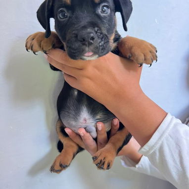 Bellos cachorros de american bully pocket - 3/3
