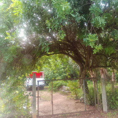 Venta de casa en el campo con vaste tierras(1 hectaria) papeles en regla - Img 123477485