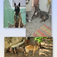 CACHORROS MALINOIS- HOLANDÉS - Img 56425625