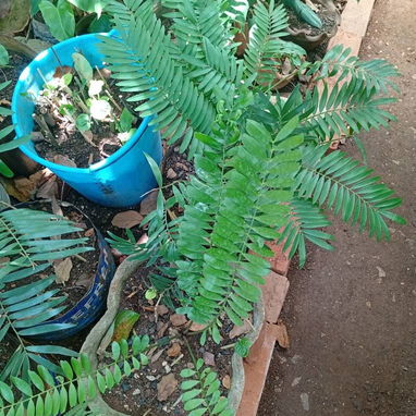 Plantas ornamentales de todo tipo - Img 99194836