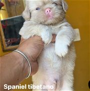 Belleza de spaniel tibetano macho albino( ojos azules) - Img 45950483