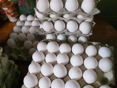 Vendo cartones de huevo - Img main-image