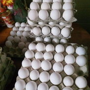 Vendo cartones de huevo - Img 45601827