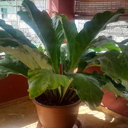 servicios de Jardinería y Limpieza de exteriores - Img 54856455