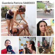 Guardería de mascotas, cuido, perros y gatos - Img 45811721