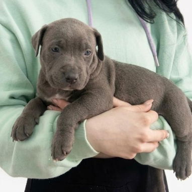 ((( AMERICAN PITBULL TERRIER AMBOS SEXOS BETTY MASCOTAS WHATSAPP 52506841 ))) - Img 123322393