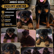 ((( CENTINELA PROTECTOR DE SUS BIENES ROTTWEILER AMBOS SEXOS VACUNADOS BETTY MASCOTAS WHATSAPP 52506841 ))) - Img 55934280