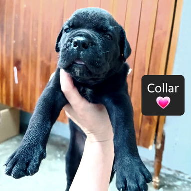 CACHORROS CANE CORSO CON PEDIGREE HIJOS DE CÉSAR - Img 125910280