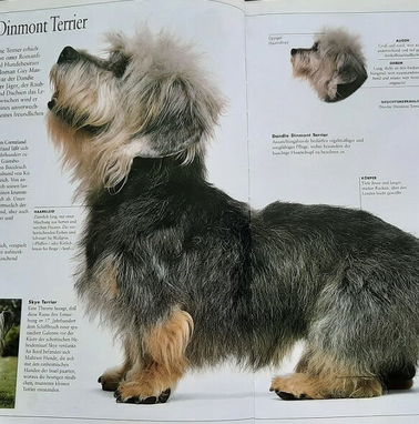 Libro con ilustraciones a color de diferentes razas de perro - Img 76773674