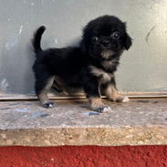 PEQUINÉS,macho,en 60 USD o equivalente,TENGO MENSAJERÍA,tiene 70 días y está desparacitado - Img 56257987
