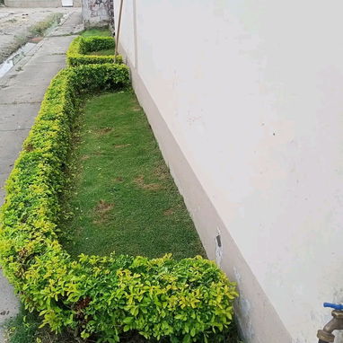 jardinería y mantenimiento - Img 120164086