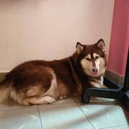 Cachorros del Club de Husky Siberiano - Img 58226978