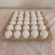 Huevos Blancos Americanos - Img 57825784