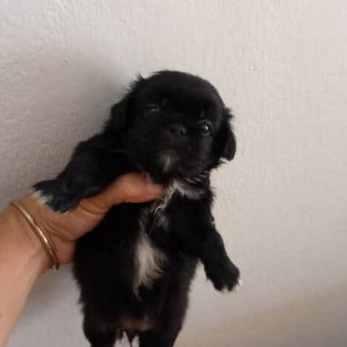 Cachorro pequines - Img 122804748
