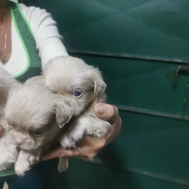 Pekines ambos sexos albinos - Img 115350833