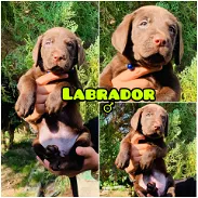 •••Labrador chocolate macho - Img 45656178