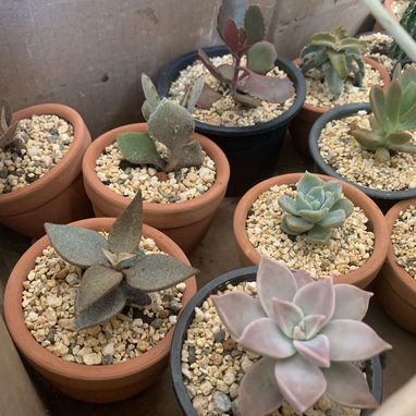 Venta de plantas suculentas 🌵🏜️💚🌸y de sombra🪴🌿🌱🍃 variedad de precios 💵 - 9/9